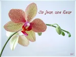 Logo un jour, une fleur